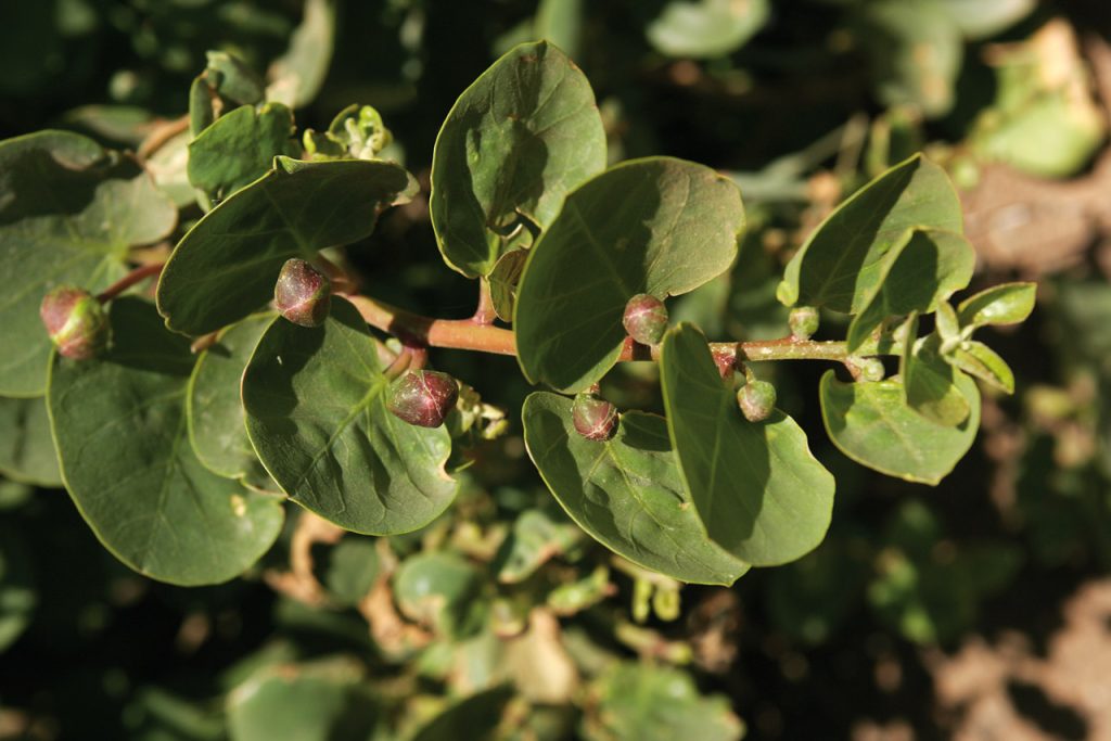 Capperi di Pantelleria in pianta, gemme e foglie tra le pietre laviche dell’isola