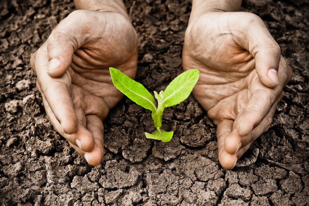 Germoglio verde che cresce nella terra protetto da due mani, simbolo di cura, sostenibilità e valorizzazione del patrimonio agroalimentare
