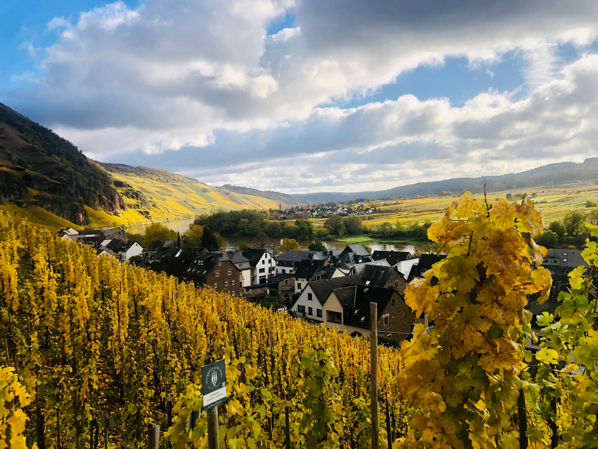 Vigneti terrazzati della Mosella in autunno, Riesling coltivato su pendii scoscesi lungo il fiume tra villaggi storici e colline minerali