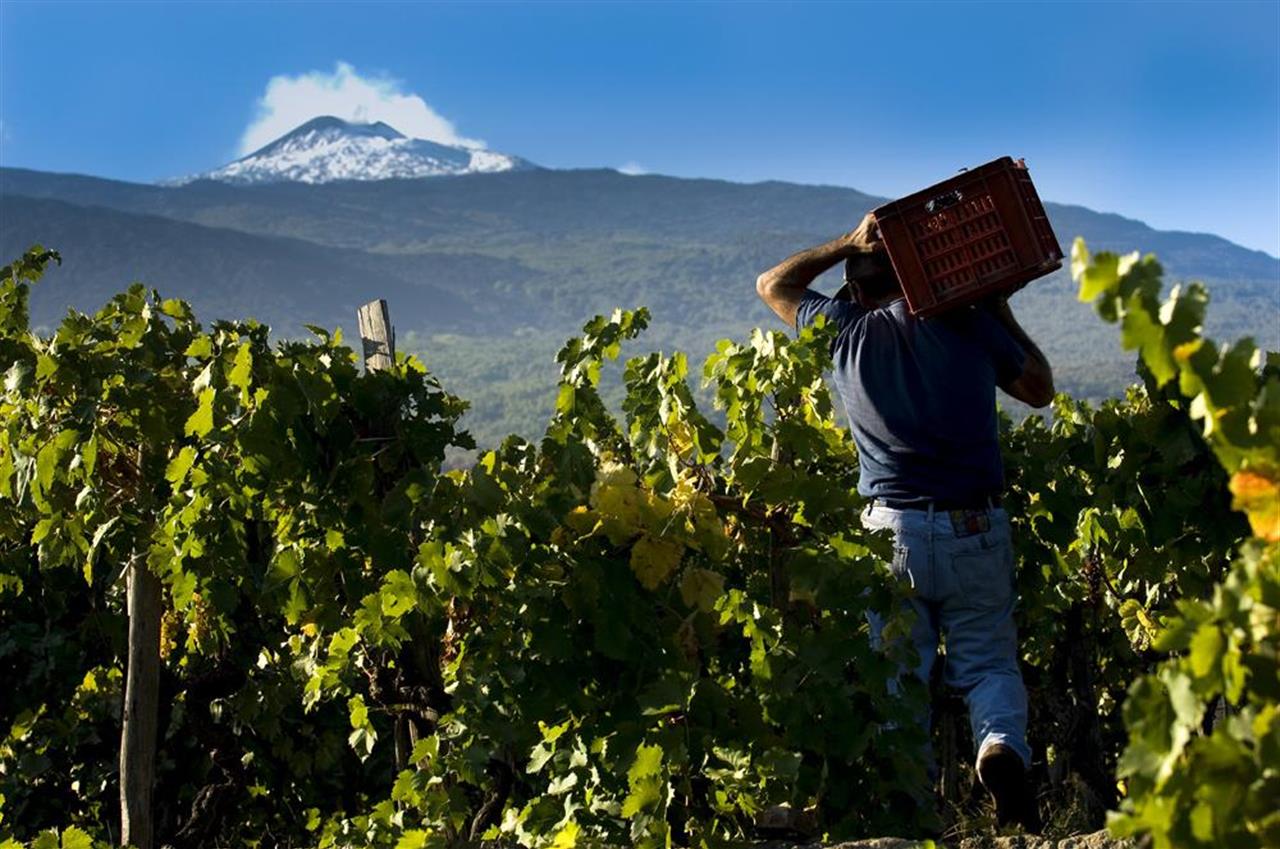 Vendemmia nei vigneti dell’Etna con operatore che trasporta cassette d’uva tra i filari e il vulcano sullo sfondo