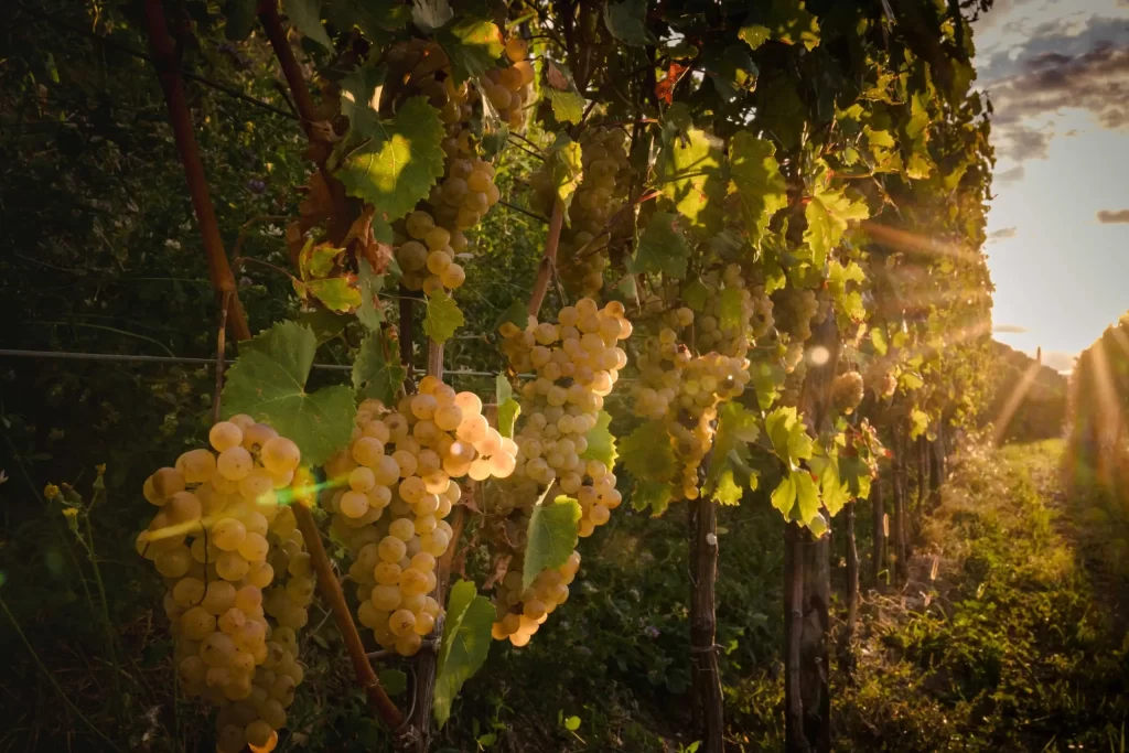 Filari di vite al tramonto nel Brda sloveno, vigneti di Sylvmann in Cuèj