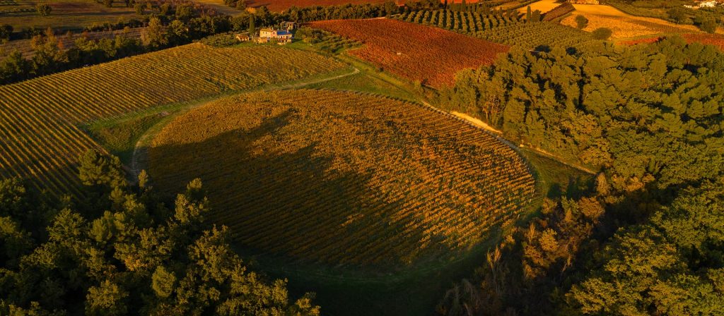 Vigneto circolare di Trebbiano Spoletino a Montefalco immerso nel paesaggio umbro al tramonto